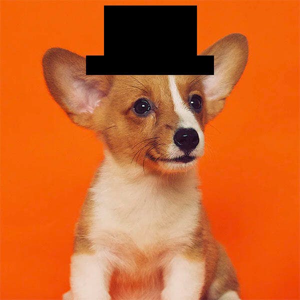 A dog photo with a poorly-drawn top hat