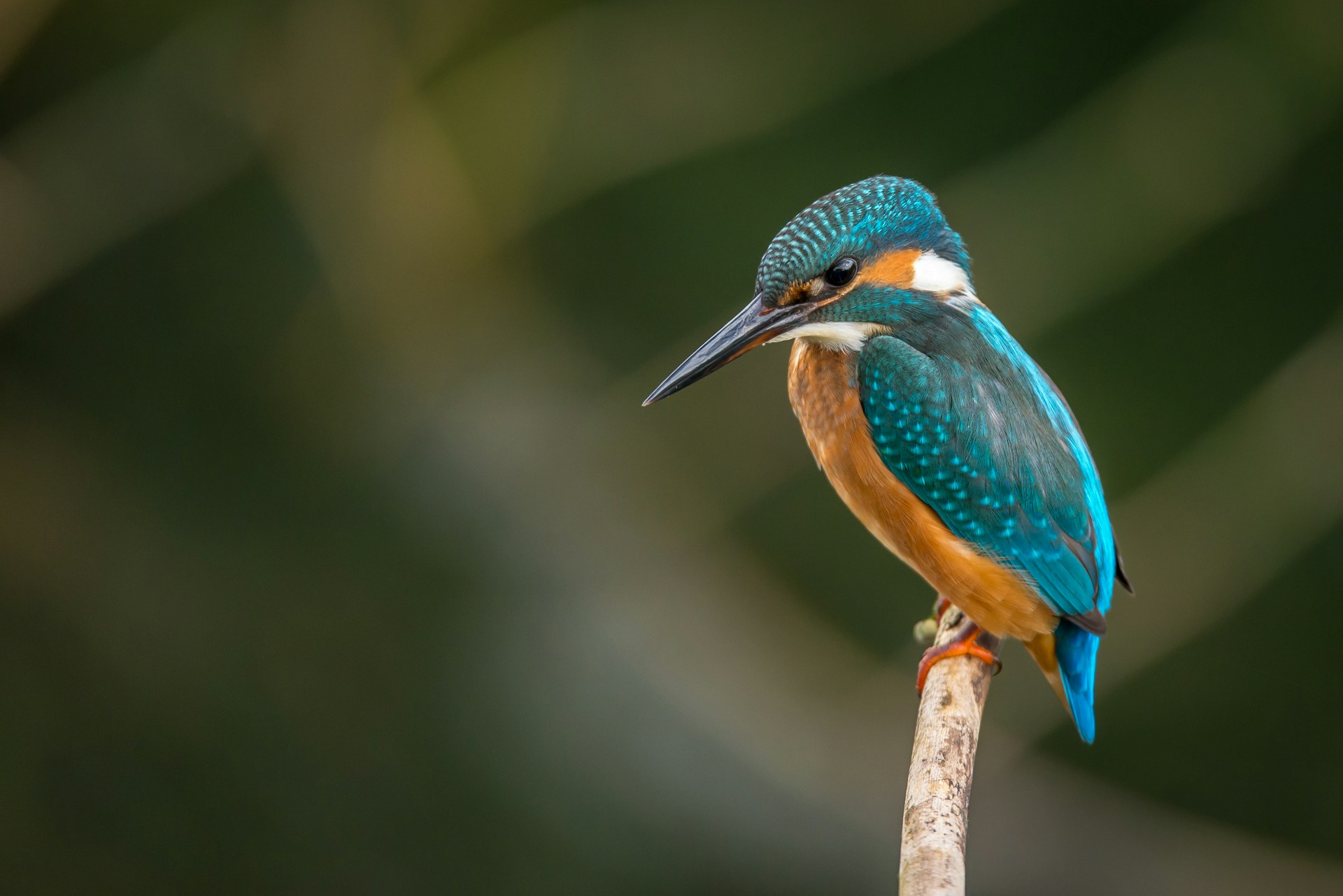 A photo of a colorful bird