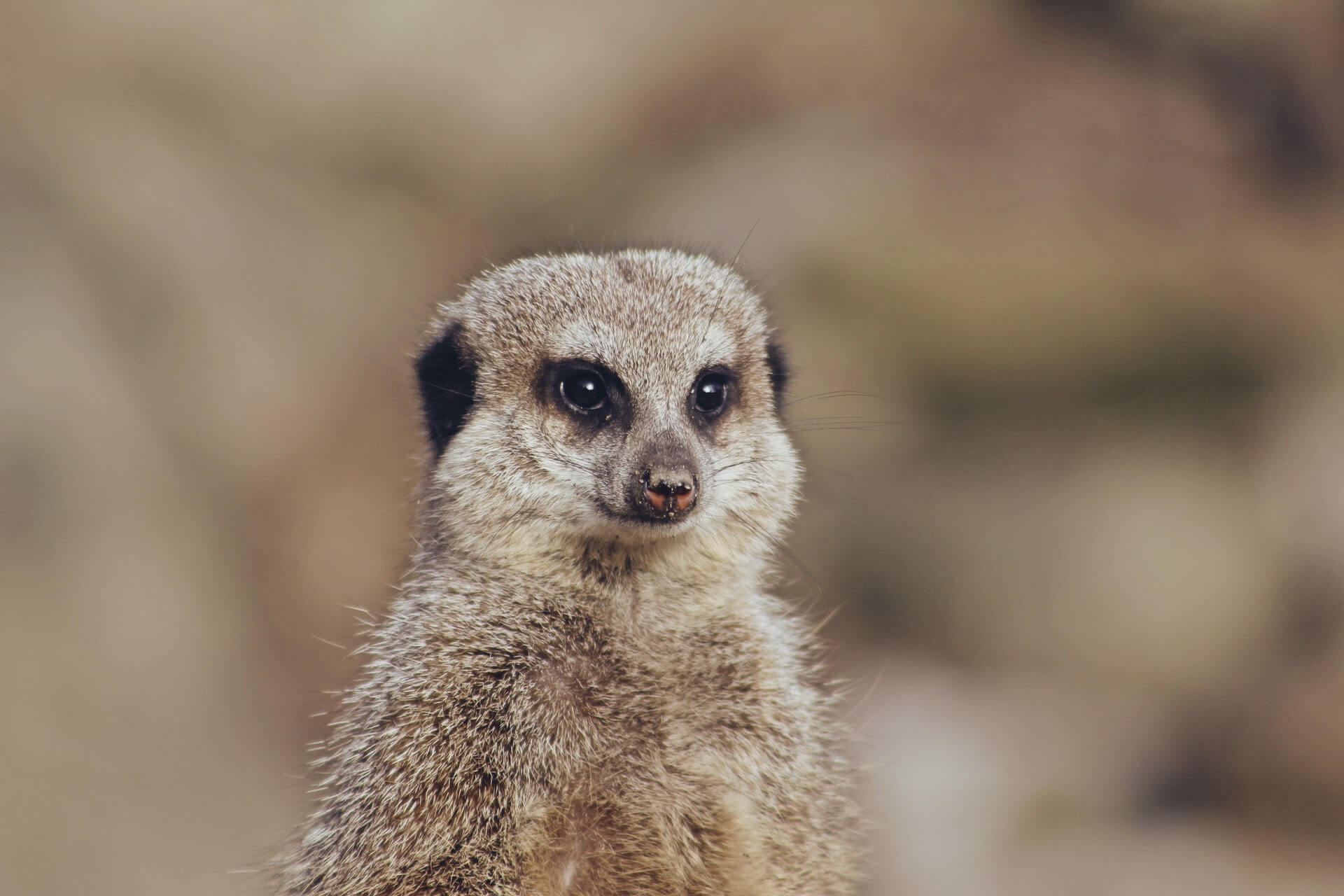 Random photo of meerkat